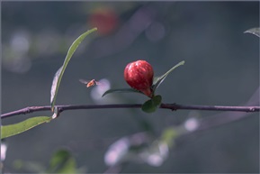 五月榴花照眼明