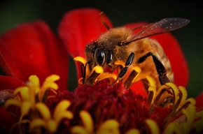 微距下的蜜蜂