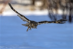 《长耳鸮——雪中觅猎》