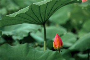 遮风挡雨