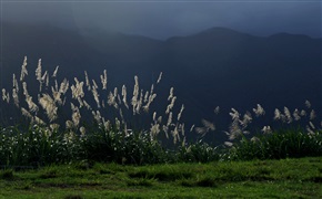 秋风萧瑟天气凉