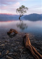 The Wanaka Tree  ?