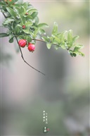 芒种节气