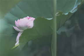 清涟叠影