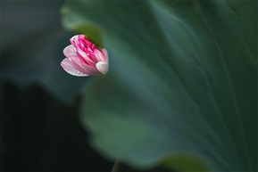双生之境—刹那芳华（二）