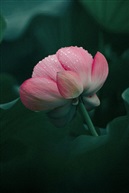 夏荷