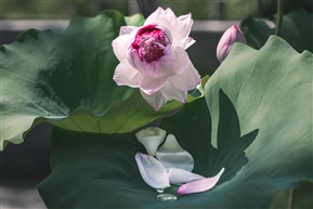 清涟叠影