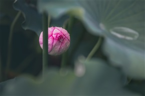 清涟叠影