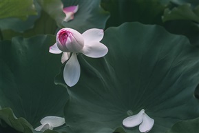 双生之境—刹那芳华（二）