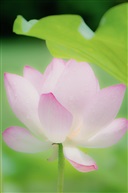 梦幻荷花