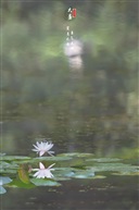 大暑探幽处，莲影入镜天。