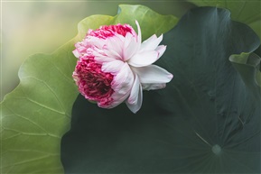 双生之境—刹那芳华（二）