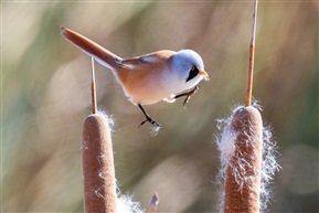 《新的跨越——文须雀》