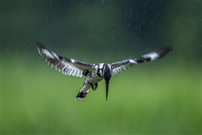 《雨中情——斑鱼狗》
