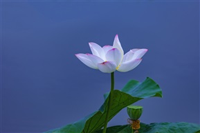 荷花