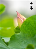翠叶藏荷