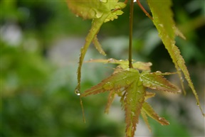 雨后