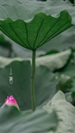 青擎映荷