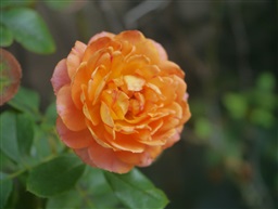 花开春来