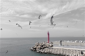 海鸥滩